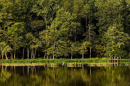 White Egret on Lake Anna, Louisa County, VA